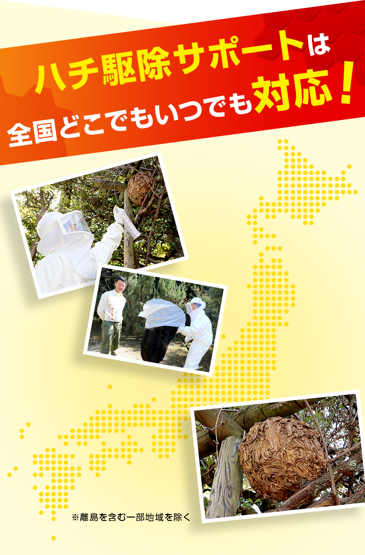 ハチ駆除サポートは全国どこでもいつでも対応!